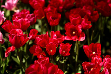 Red Tulips Bulbs blossom on flower bed flower bed, spring time.