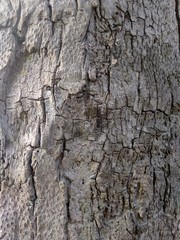 coconut tree (Cocos nucifera)