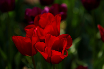 Red Tulips Bulbs blossom on flower bed flower bed, spring time.