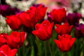 Red Tulips Bulbs blossom on flower bed flower bed, spring time.