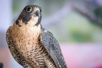 Aplomado Falcon Upstate New York Adirondacks Winter Raptor Fest