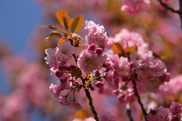 Fototapeta premium Cherry tree (sakura) blossom, light pink flowers blooming on the tree. Spring blooming background.