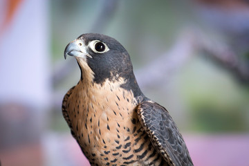 Aplomado Falcon Upstate New York Adirondacks Winter Raptor Fest