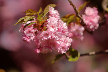 Cherry tree (sakura) blossom, light pink flowers blooming on the tree. Spring blooming background.