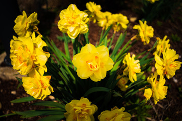 Obraz na płótnie Canvas Yellow Daffodil Narcissus flowers outdors in spring. Nature flowers background