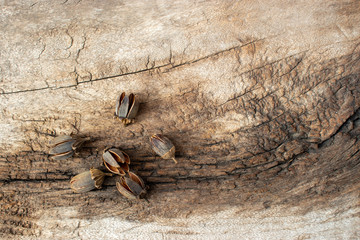 Dry seeds on old wood background.Selectable focus Old vintage wood background.