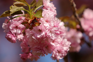Cherry tree (sakura) blossom, light pink flowers blooming on the tree. Spring blooming background.