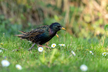 Common starling (Sturnus vulgaris) looking for feed on a meadow in spring