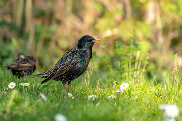 Common starling (Sturnus vulgaris) looking for feed on a meadow in spring