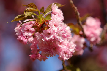 Cherry tree (sakura) blossom, light pink flowers blooming on the tree. Spring blooming background.