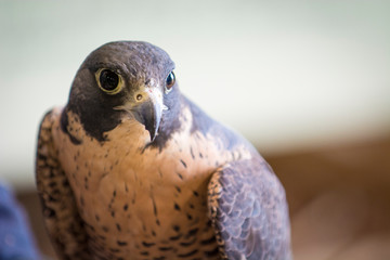 Aplomado Falcon Upstate New York Adirondacks Winter Raptor Fest