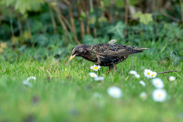 Common starling (Sturnus vulgaris) with a malformation of its beak looking for feed on a meadow in spring
