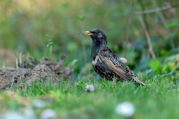 Common starling (Sturnus vulgaris) with a malformation of its beak looking for feed on a meadow in spring