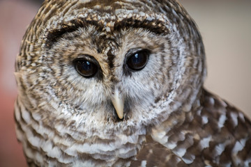 Owl Upstate New York Adirondacks Winter Raptor Fest