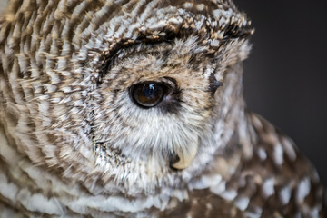 Owl Upstate New York Adirondacks Winter Raptor Fest