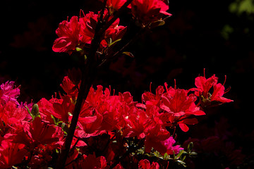 Hot pink Rhododendron flower blooming on the bush, floral spring background.