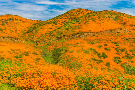 California Poppies and yellow mustard fills the countryside of Riverside County.