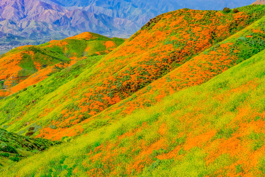 California Poppies And Yellow Mustard Fill Hillsides Of Riverside County.