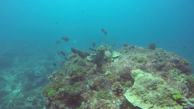 Coral reef and fish underwater video