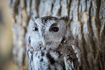 Owl Upstate New York Adirondacks Winter Raptor Fest
