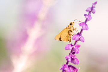 Brown skipper butterfly, Hesperilla, on purple salvia flower, Queensland, copy space, card