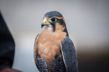 Aplomado Falcon Upstate New York Adirondacks Winter Raptor Fest