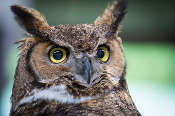 Owl Upstate New York Adirondacks Winter Raptor Fest