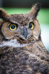 Owl Upstate New York Adirondacks Winter Raptor Fest