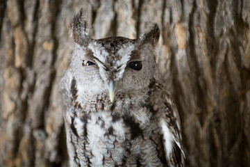 Owl Upstate New York Adirondacks Winter Raptor Fest