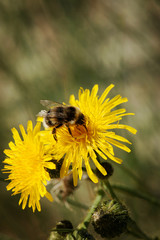 Wild flower with honeybee. Gemany