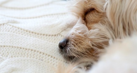 Sleeping dog close up with copy space