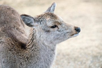 奈良公園の神鹿