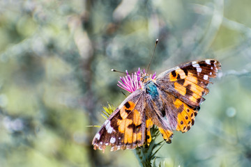 Close up of Painted Lady (Vanessa cardui) butterfly sipping nectar on a Slender Thistle (Carduus tenuiflorus) wildflower, California