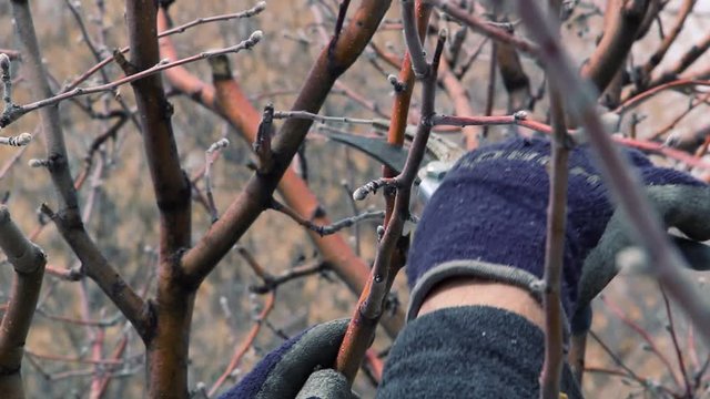 A tree trimmer trims an apple tree in the spring