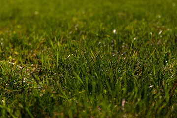 Green Grass Background