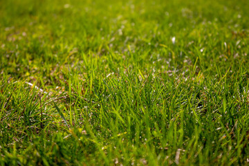 Bright Green Grass Illuminated by the Sun Background