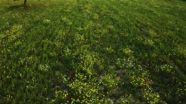 Beautiful spring flower field in Ibiza. Precious colors.