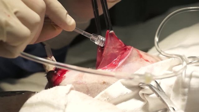 Veterinary Surgeon doing procedure on a dog's bladder