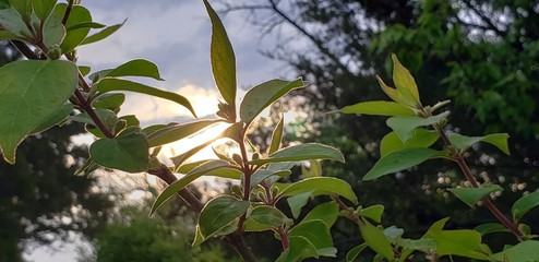 green grass and blue sky