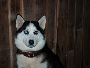 husky dog portrait
