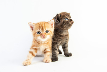 Cat baby tabby Kitten Cute Beautifu on white background
