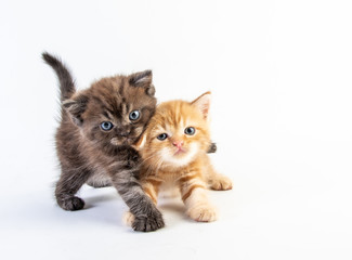 Obraz premium Cat baby tabby Kitten Cute Beautifu on white background