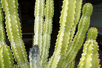 close up of cactus