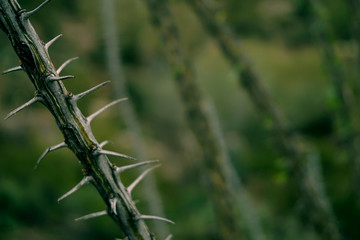 prickly thorns