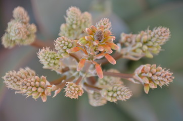 flowers of arizona