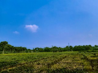 Fototapeta na wymiar Green color cultivation land and beautiful blue sky with white clouds.
