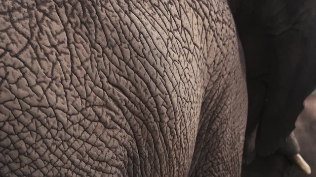 Extreme side close up of African elephant's ridged creased skin and head