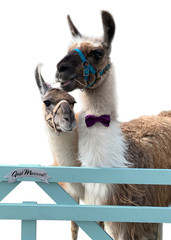 Male and female lama at a wedding © sarah