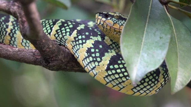 Snake Perched in Forest Tree, 120FPS