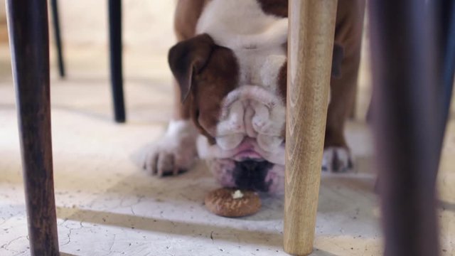 Cute puppy English bulldog licking biscuit on the  concreet floor under the chairs and the table